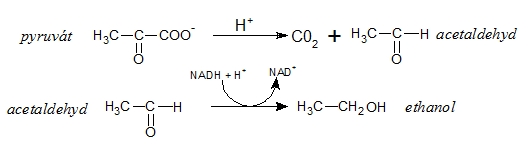 alkoholové kvašení (ethanolové kvašení)