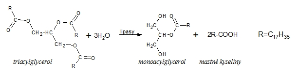 Trávení triacylglycerolů