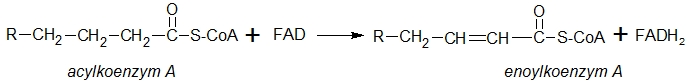 β-oxidace