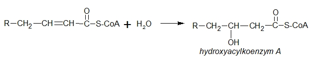 β-oxidace