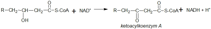 β-oxidace
