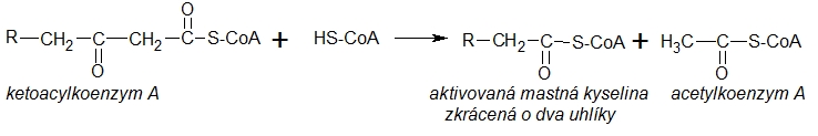 β-oxidace