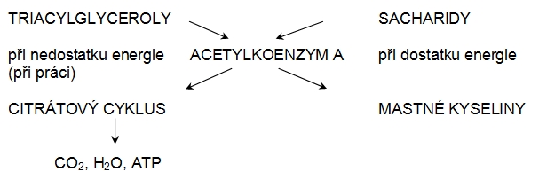 Vztahy mezi metabolismy