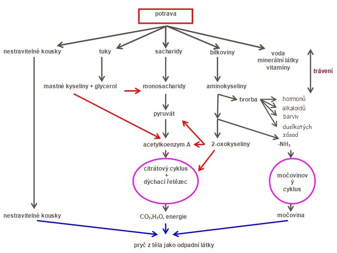 Vztahy mezi metabolismy