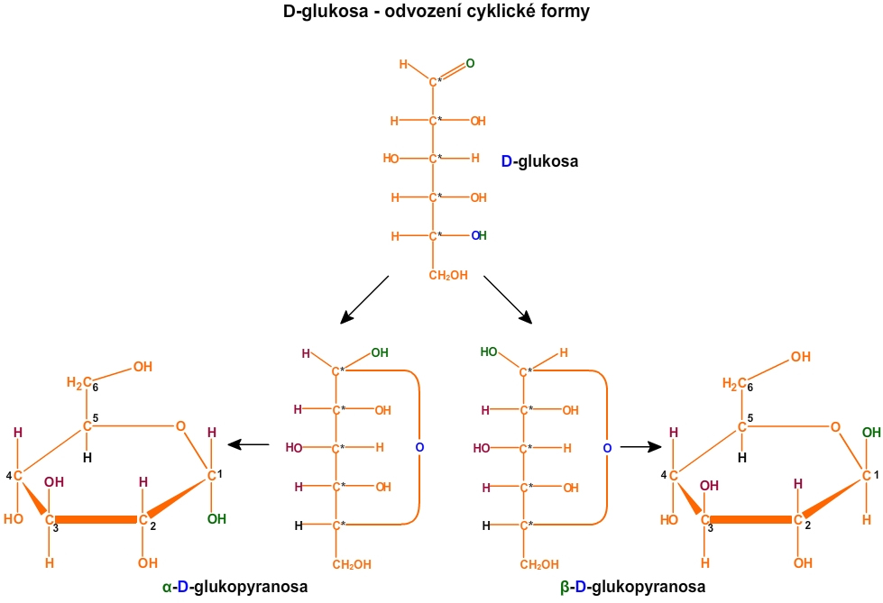 Odvození cyklických forem u D-glukosy