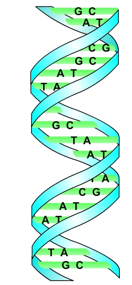 Sekundární struktura DNA