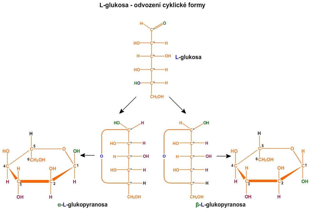 Odvození cyklických forem u L-glukosy