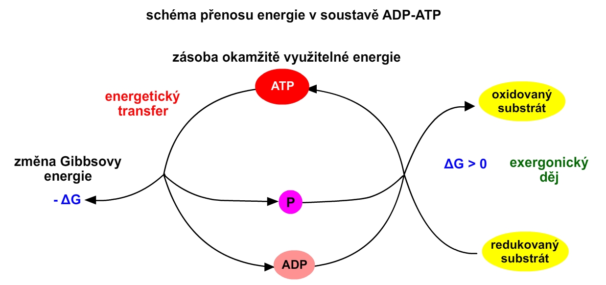 adpatp