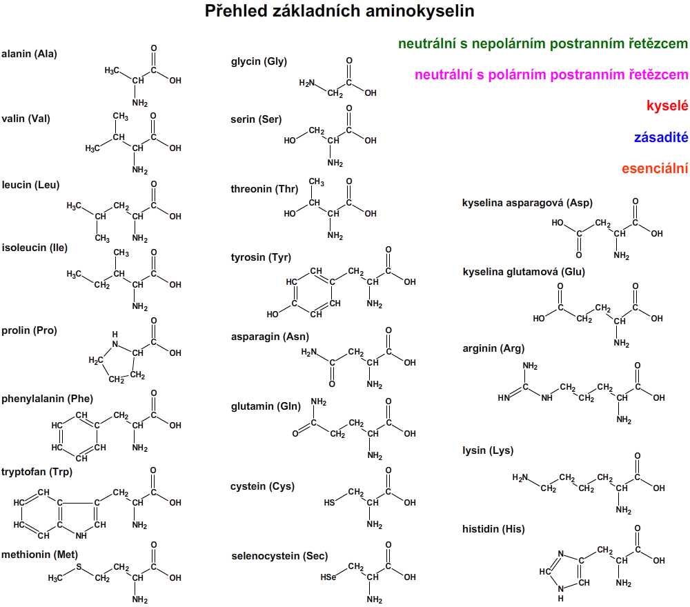 Přehled základních aminokyselin