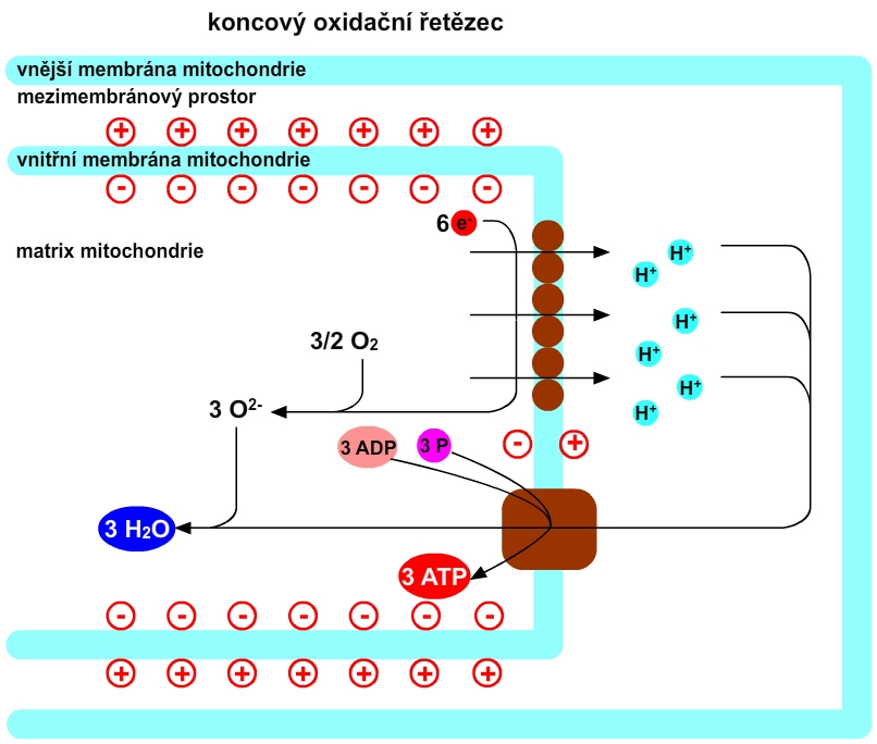 dychaci retezec schema