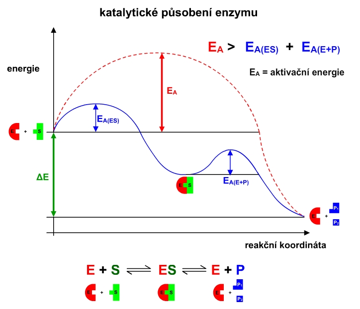 enzym - katalytické působení