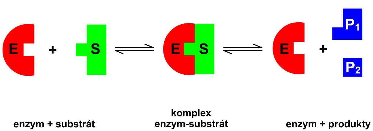 enzym