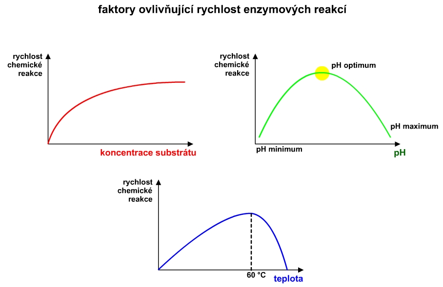 enzymy - faktory, aktivita