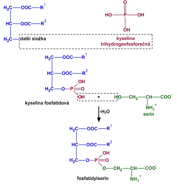 fosfolipid, kyselina fosfatidová, fosfatidylserin