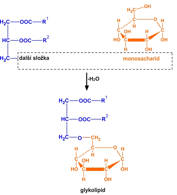 glykolipid