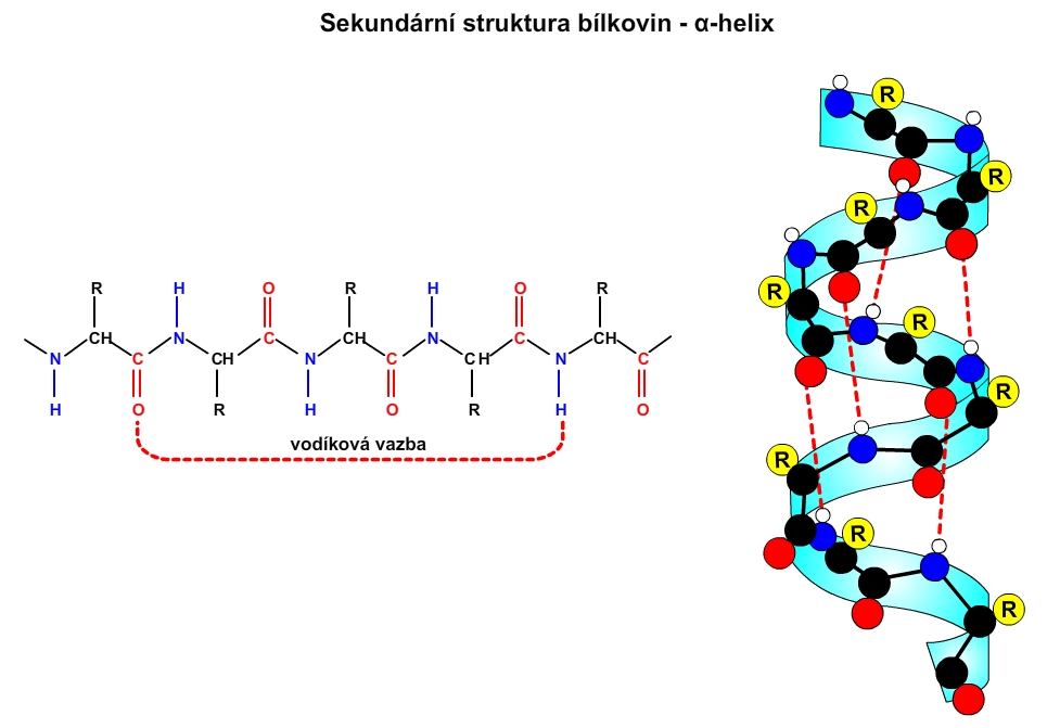 helix, šroubovice, sekundární struktura