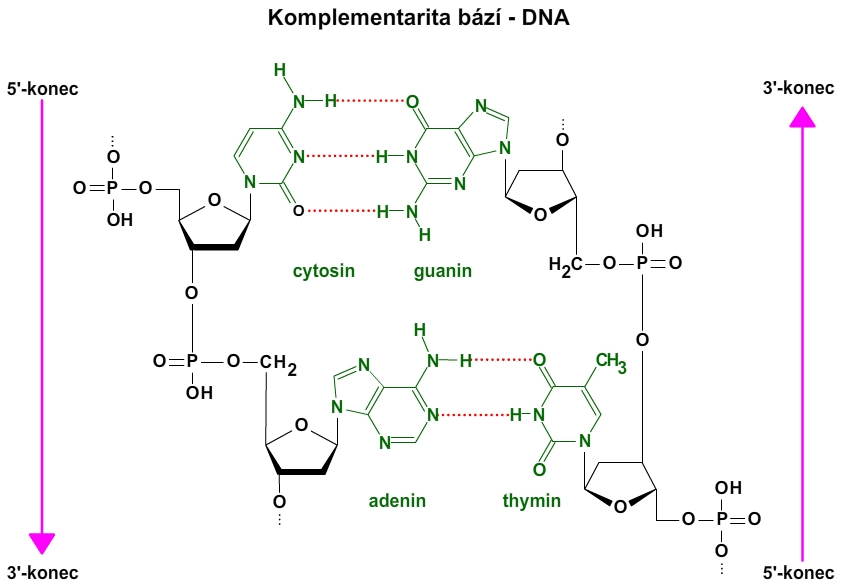 dna komplementarita bází