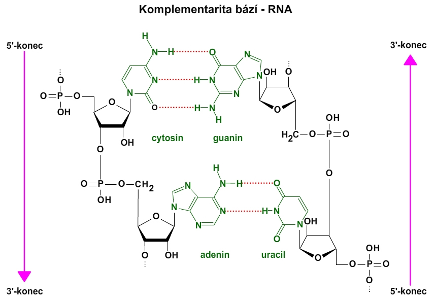 rna komplementarita bází