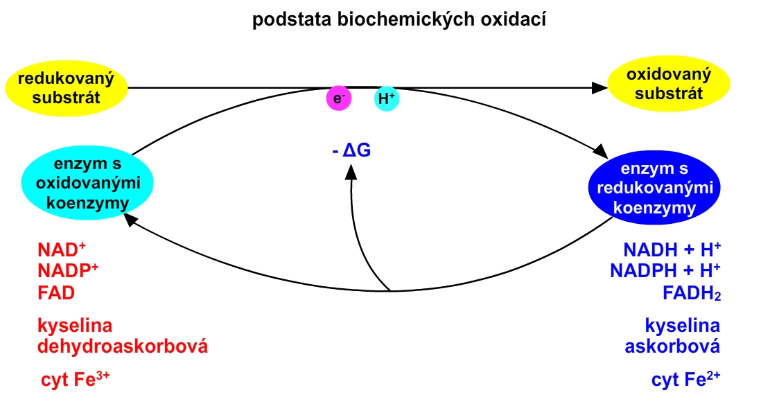 oxidace