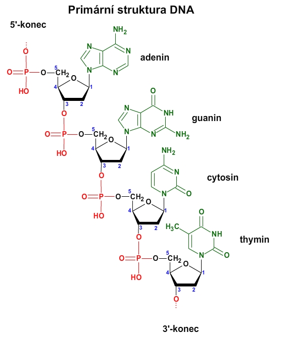 DNA