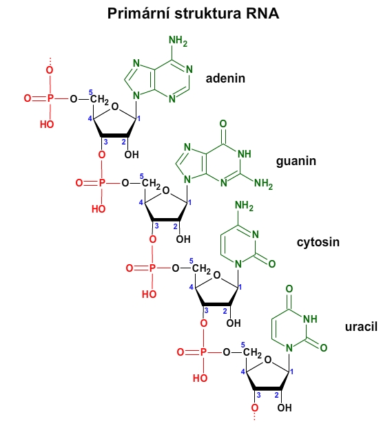 RNA